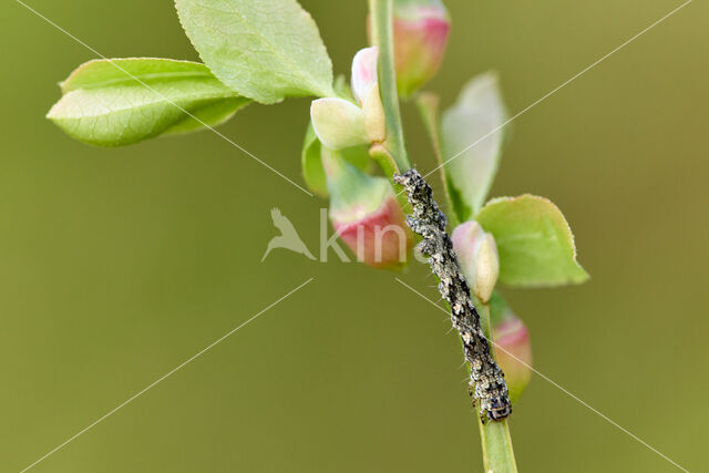 Bruine sikkeluil (Laspeyria flexula)