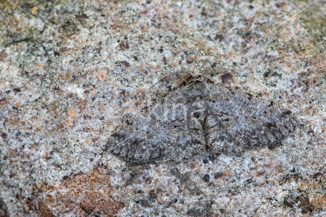 Ringspikkelspanner (Hypomecis punctinalis)