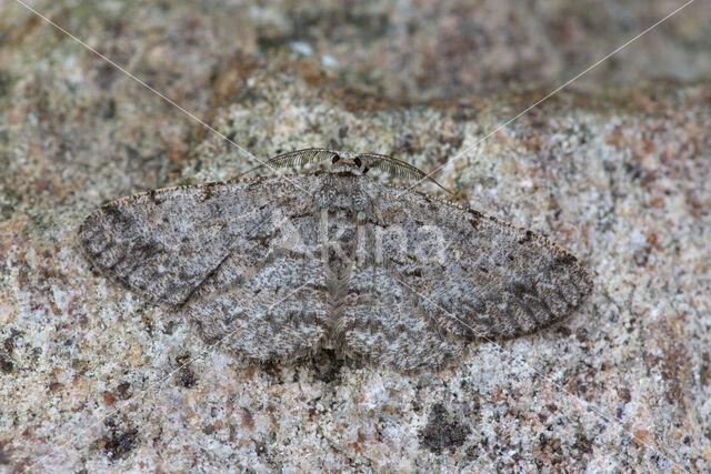 Ringspikkelspanner (Hypomecis punctinalis)