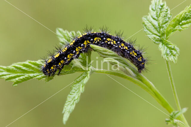 Scarlet Tiger (Callimorpha dominula)