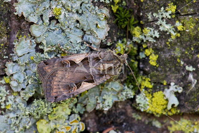 Zwarte c-uil (Xestia c-nigrum)