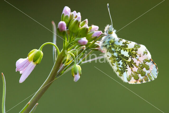 Oranjetipje (Anthocharis cardamines)