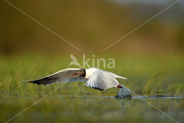 Black-headed Gull (Larus ridibundus)