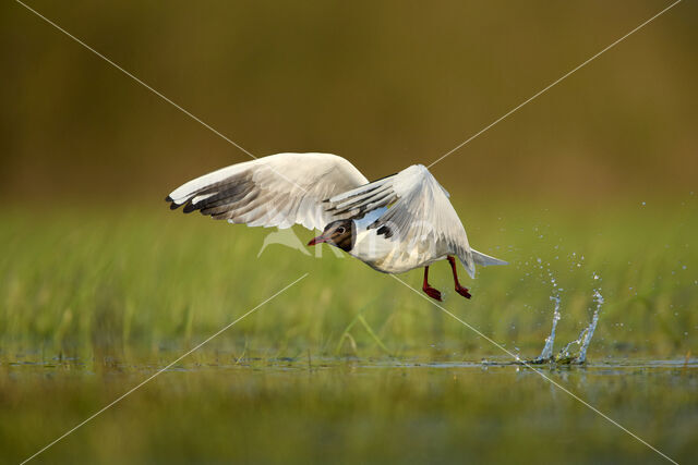 Black-headed Gull (Larus ridibundus)