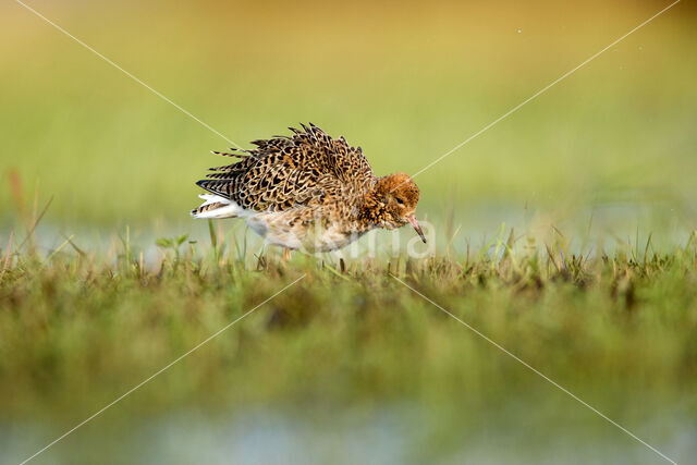 Ruff (Philomachus pugnax)