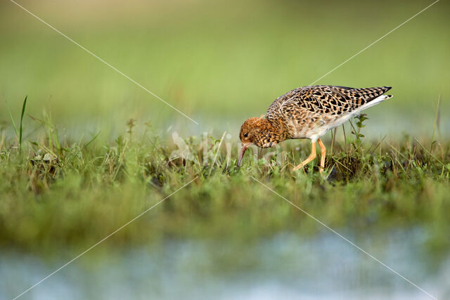 Ruff (Philomachus pugnax)