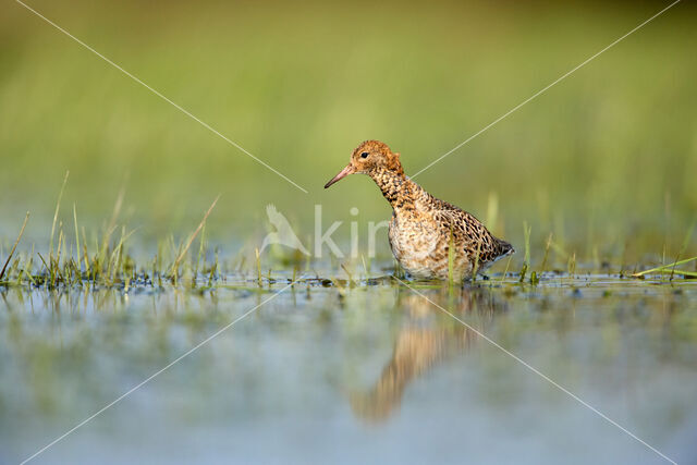 Ruff (Philomachus pugnax)