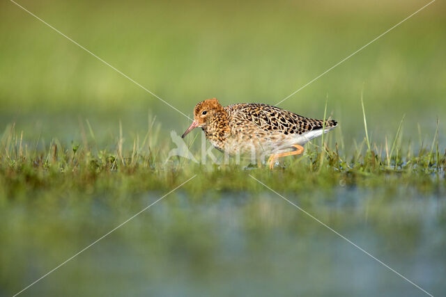 Ruff (Philomachus pugnax)