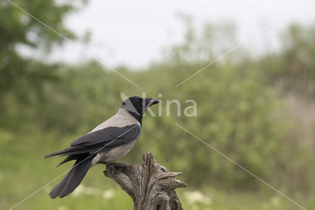 Hooded Crow (Corvus cornix)