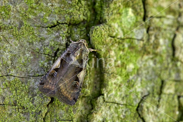 Zwarte c-uil (Xestia c-nigrum)