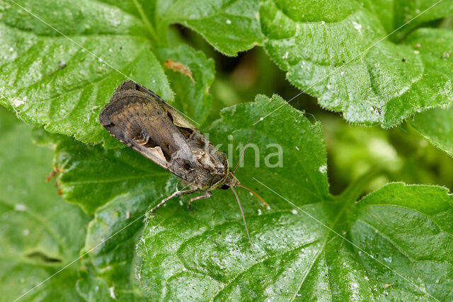 Zwarte c-uil (Xestia c-nigrum)