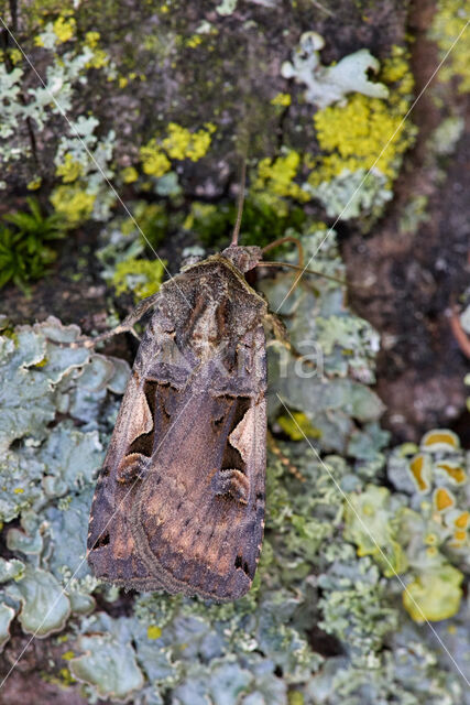 Zwarte c-uil (Xestia c-nigrum)