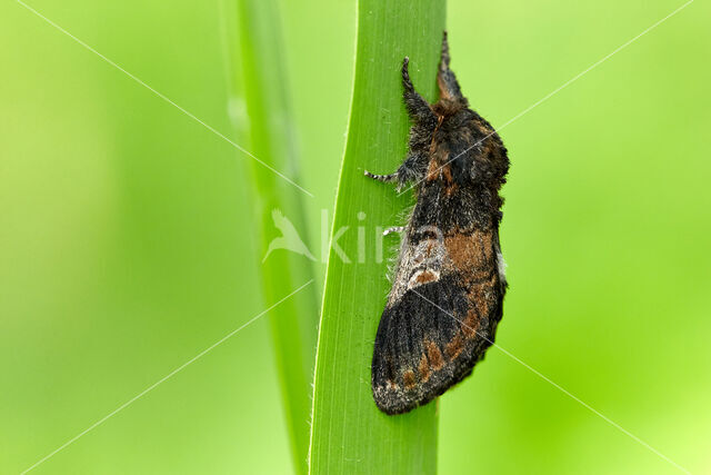 Three-humped Prominent (Notodonta tritophus)