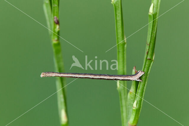 Crème stipspanner (Scopula ternata)