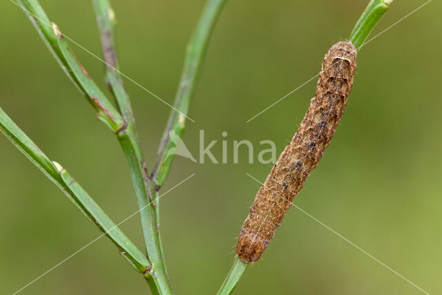 Broad-bordered Yellow Underwing (Noctua fimbriata)