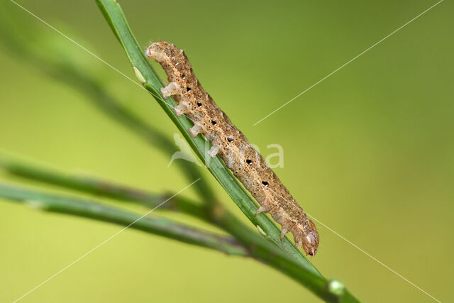 Broad-bordered Yellow Underwing (Noctua fimbriata)