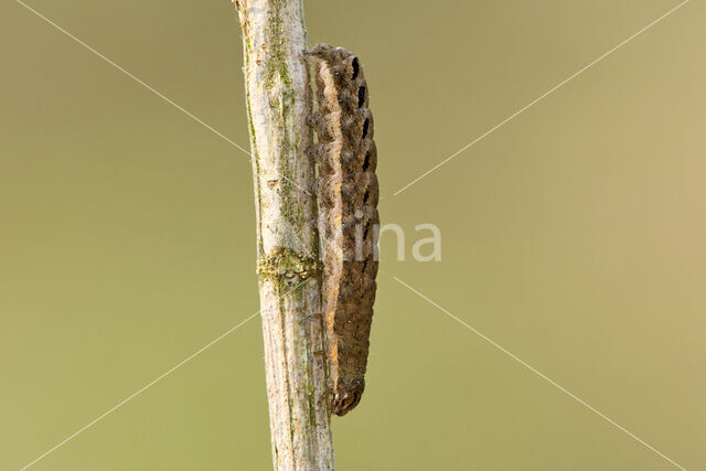 Zwarte c-uil (Xestia c-nigrum)