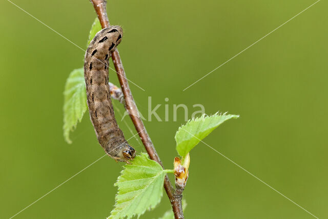 Zwarte c-uil (Xestia c-nigrum)