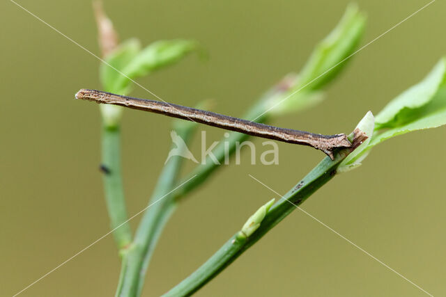 Crème stipspanner (Scopula ternata)