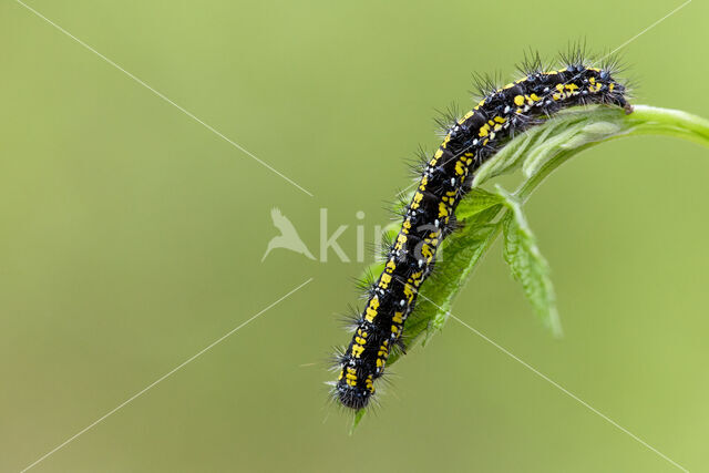 Scarlet Tiger (Callimorpha dominula)