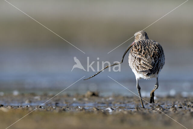 Eurasian Curlew (Numenius arquata)