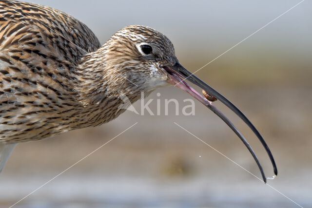 Eurasian Curlew (Numenius arquata)