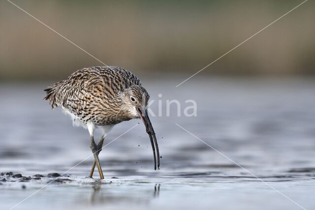 Eurasian Curlew (Numenius arquata)