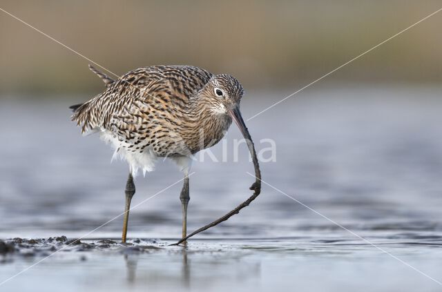 Eurasian Curlew (Numenius arquata)