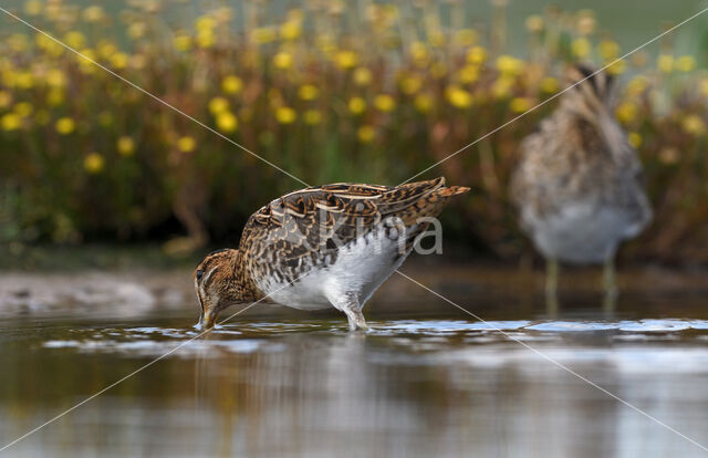 Common Snipe (Gallinago gallinago)