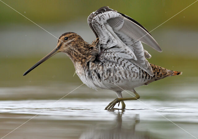 Watersnip (Gallinago gallinago)