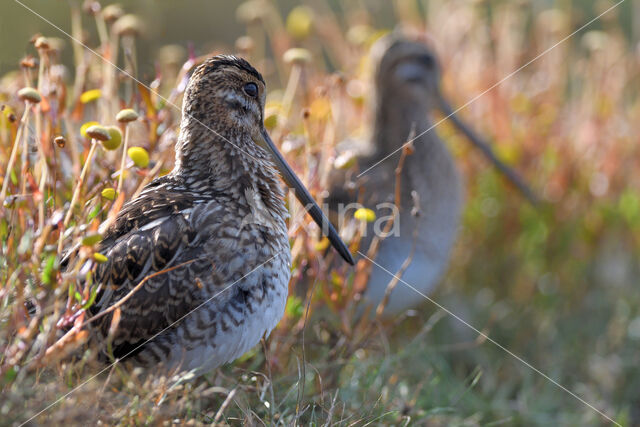 Watersnip (Gallinago gallinago)