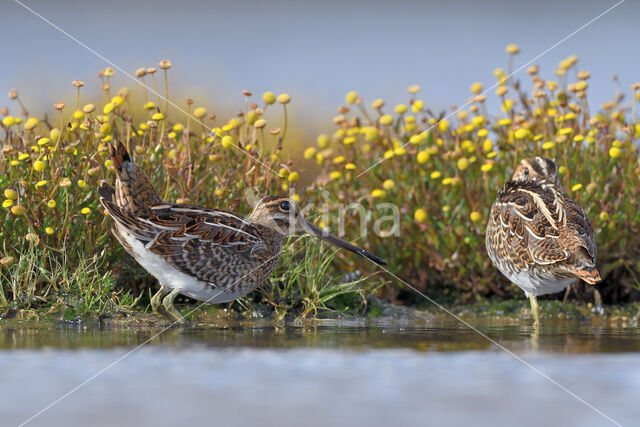 Watersnip (Gallinago gallinago)