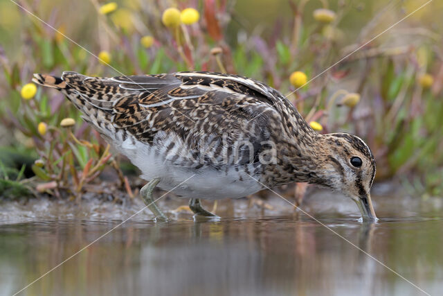 Common Snipe (Gallinago gallinago)