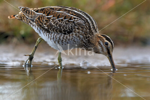 Watersnip (Gallinago gallinago)