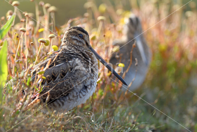 Watersnip (Gallinago gallinago)