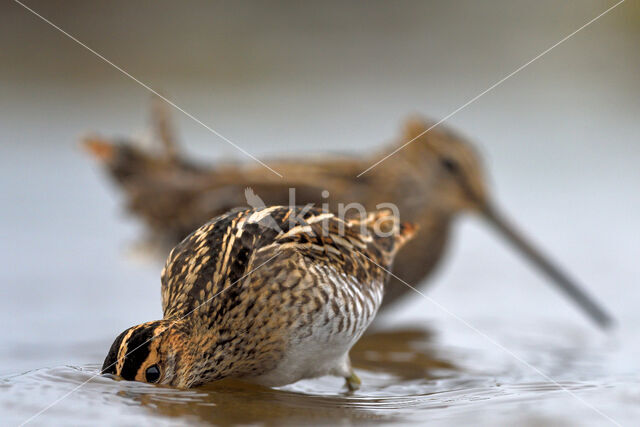 Common Snipe (Gallinago gallinago)