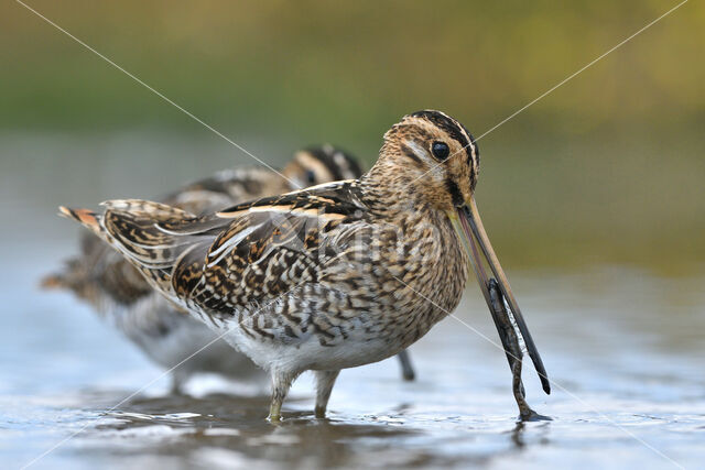 Watersnip (Gallinago gallinago)