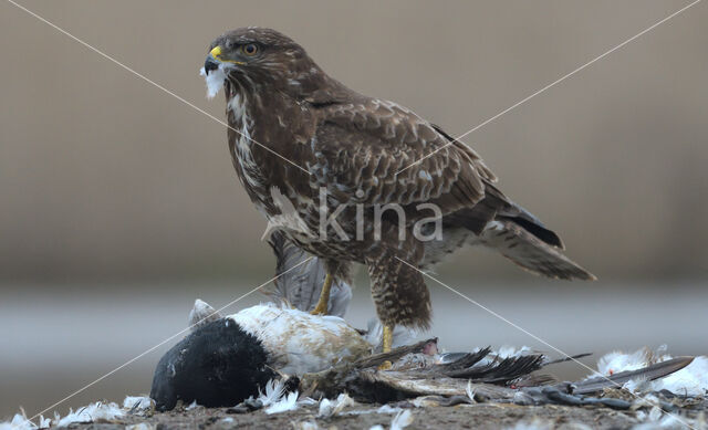 Buizerd (Buteo buteo)