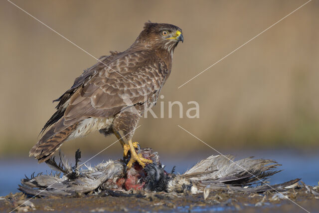 Buizerd (Buteo buteo)