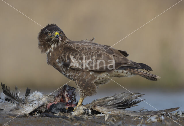 Common Buzzard (Buteo buteo)