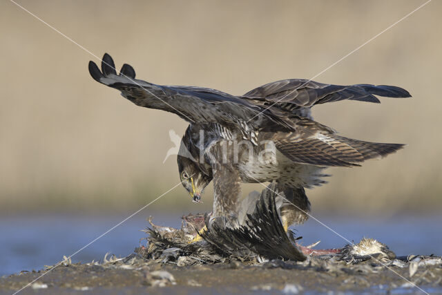 Buizerd (Buteo buteo)