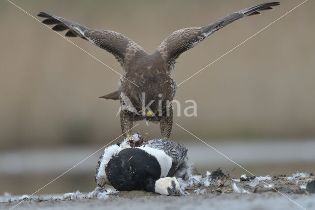 Common Buzzard (Buteo buteo)