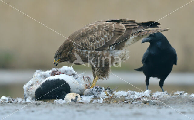 Buizerd (Buteo buteo)