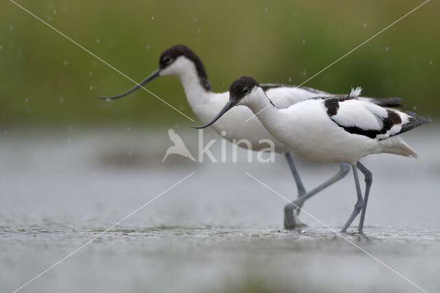 Pied Avocet (Recurvirostra avosetta)