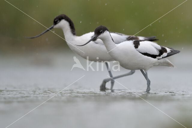 Pied Avocet (Recurvirostra avosetta)