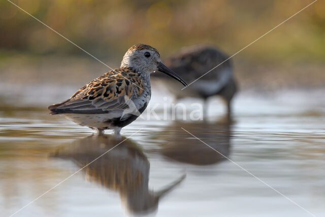 Dunlin (Calidris alpina)