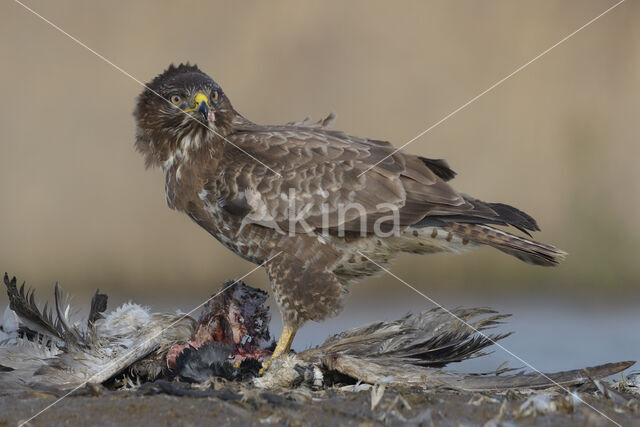 Common Buzzard (Buteo buteo)