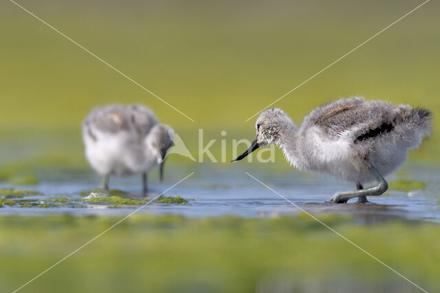 Pied Avocet (Recurvirostra avosetta)