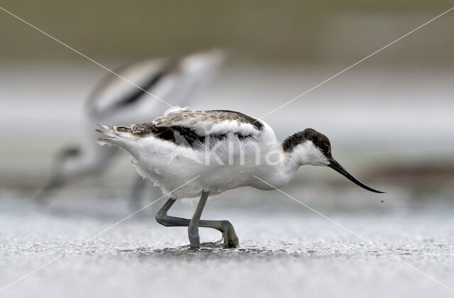 Pied Avocet (Recurvirostra avosetta)