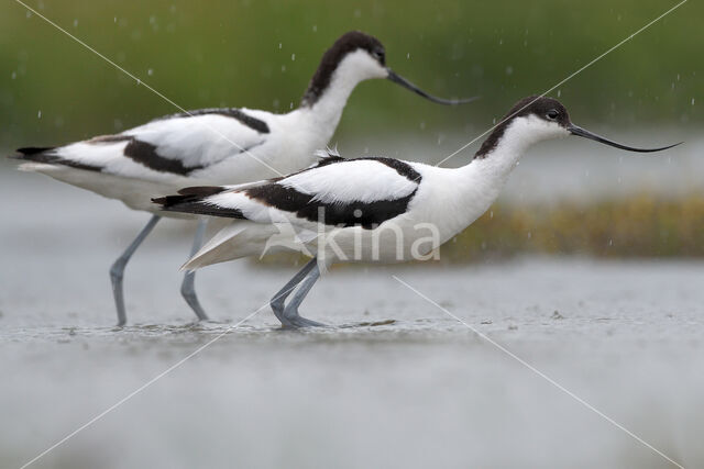 Pied Avocet (Recurvirostra avosetta)